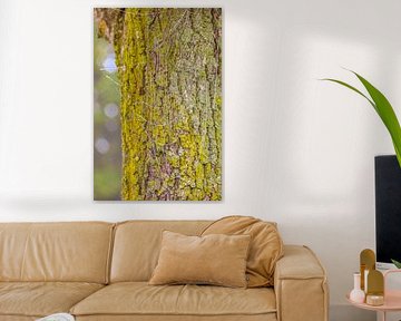 De groene bewaker en zijn filigraan net van Photoart-Naegele