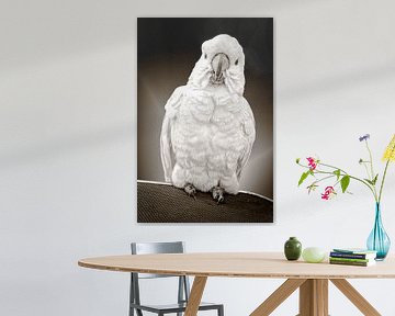 Polly wants a cookie by Jan van der Knaap