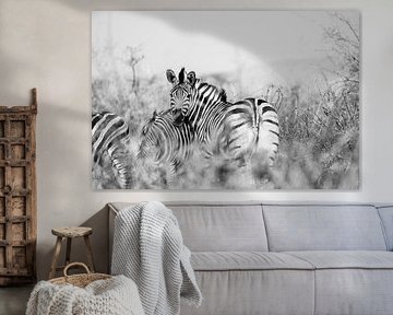 Zebras in Schwarz und Weiß im Krügerpark, Südafrika