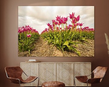 Champs de bulbes avec des tulipes roses dans le nord de la Hollande. sur AdWF