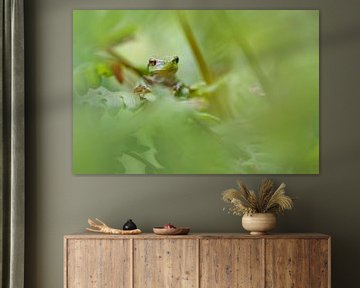 European tree frog by Pim Leijen