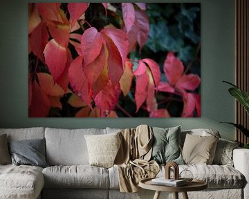 Les couleurs de l'automne dans toute leur splendeur sur Bianca Meyering Fotos - BMF