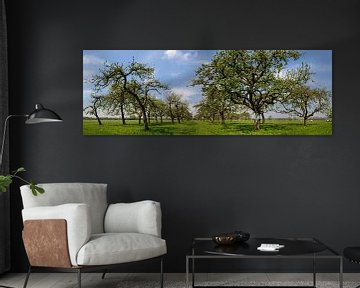 Appelbomen in een boomgaard panorama van Sjoerd van der Wal