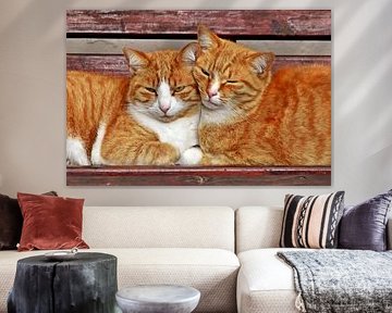 deux chats frères qui se câlinent sur le banc du jardin sur Werner Lehmann