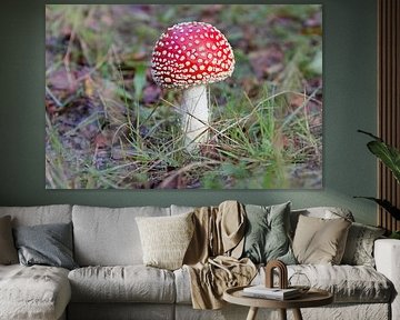 Beautiful fly agaric in Drents forest. by Harmjan de Vries