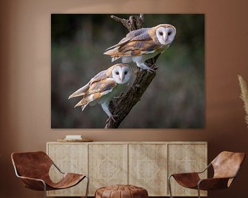 Owls in tree by Jan  Soeterbroek