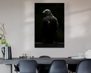 Portrait of a crow.