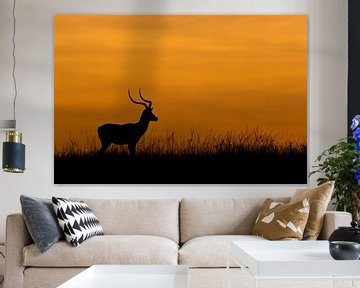 Impala standing in grass at sunrise in Africa by Caroline Piek