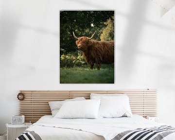 Schotse Hooglander in groene omgeving met grassprietje in zijn bek van Eline Doornbos
