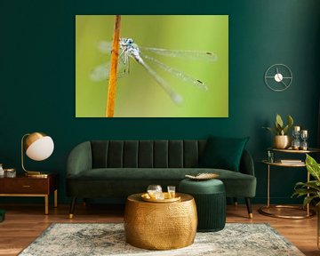 Emerald Damselfly (Lestes sponsa) resting on reed by Caroline Piek