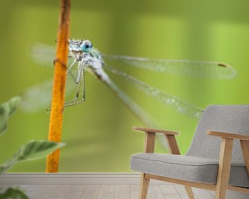 Emerald Damselfly (Lestes sponsa) resting on reed by Caroline Piek