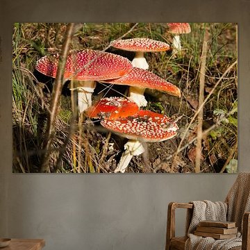 La famille de l'amanite tue-mouches