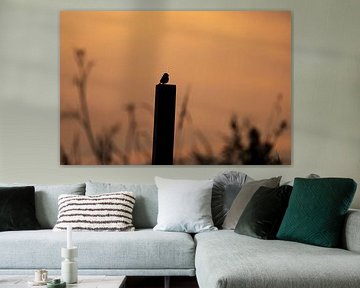 Singendes Schwarzkehlchen bei Sonnenuntergang