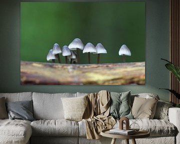Mushrooms in the Forest by Mireille Breen