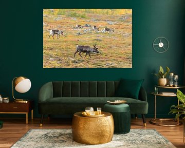 Kudde rendieren bij het Abisko National Park in de kleurrijke herfst van Lapland. van Jiri Viehmann