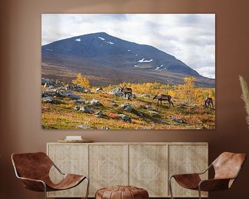 Kudde rendieren bij het Abisko National Park in de kleurrijke herfst van Lapland. van Jiri Viehmann