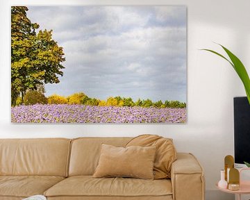 Landschaft im Herbst  mit Bäumen und Büschelschön bei Warin