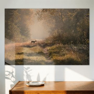 Morning quiet in the forest