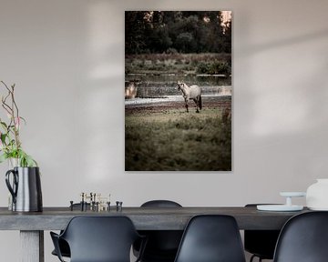 Pferd am Wasser ruft in der Stille der Natur