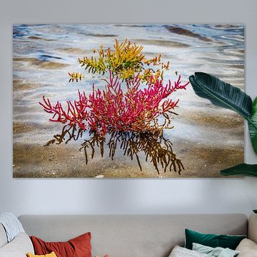 détail des asperges de mer ou du pourpier de mer en octobre à Oostvoorne en Hollande dans l'eau salé