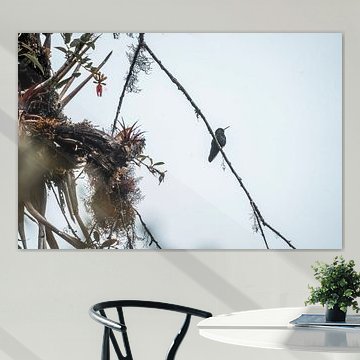 Hummingbird on Branch in Airy Silence