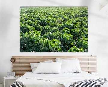 Spruitjes. 
