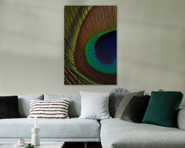 Kleurenpracht: Het oog van de pauwenveer van Marjolijn van den Berg