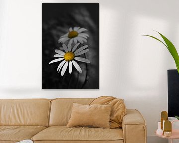 Margrietjes in de halfschaduw