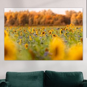 Sonnenblumen im Oktober