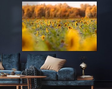Zonnebloemen in oktober