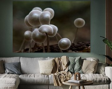 Roridomyces roridus of slijmsteelmycena, hij leeft op gevallen bladeren, naalden en dode takjes in loof- en naaldbossen op zure tot zwak zure bodem