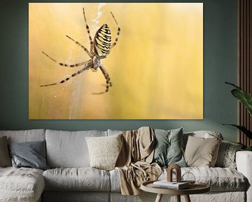 Wasp spider in spiders web by Caroline Piek