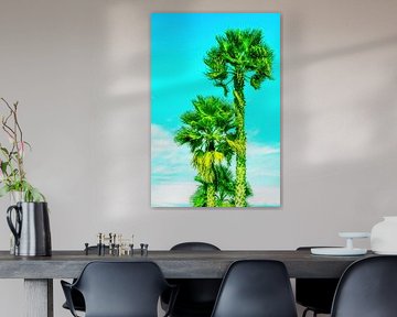Fan palms by Dieter Walther