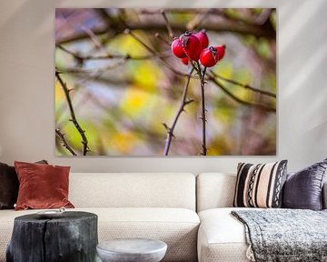 Rosehips in autumn light by Photoart-Naegele