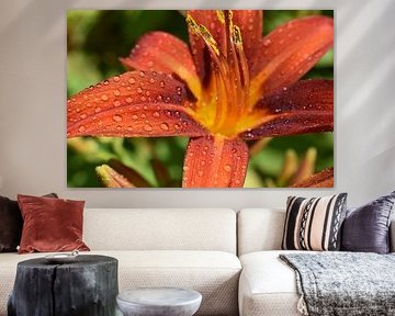 A daylily in the garden in summer by Claude Laprise