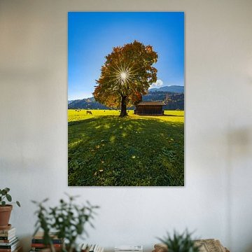 Autumn sun in a blaze of colour , Herfstzon in een kleurrijk spektakel