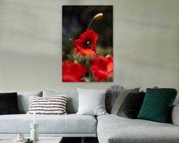 Poppy above the field by Mirja van Dijk