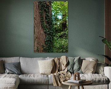 naturfoto ruhe natur bäume