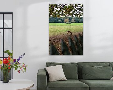 Ein reh im natur stille verbundenheit