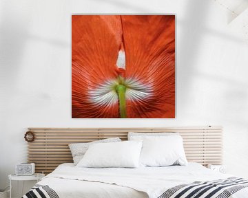 Coquelicot vu de dessous