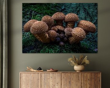 Fête des champignons