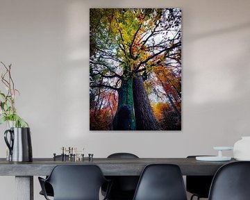 Quand les arbres rêvent