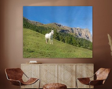 Wild paard in de bergen van Zuid-Tirol