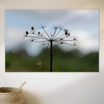 De magie van de Europese berenklauw: Zaden verspreiden voor een sprankelend nieuw leven!