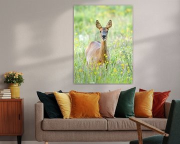 Roe deer in the field by nederland_natuur