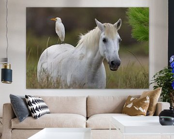 Camargue paard met koereiger