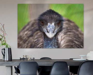 The proud intense gaze of an Emu