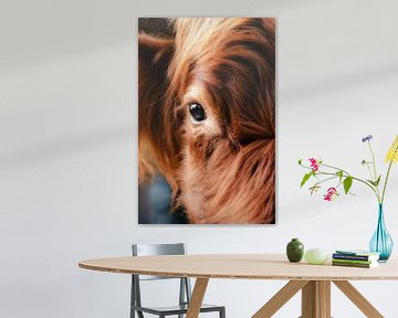 In het oog van het beest