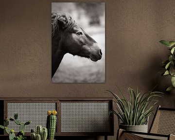 Fine art zwart-wit foto van een paard.