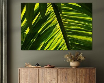 Lichtspel onder de palm